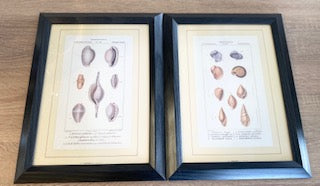 Pair of Vintage Framed Italian Natural History Seashell Prints (Marcucci & Befi, Firenze)