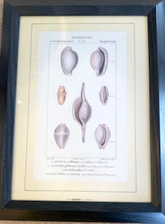 Pair of Vintage Framed Italian Natural History Seashell Prints (Marcucci & Befi, Firenze)