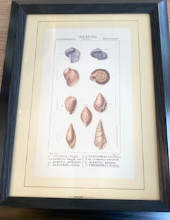 Pair of Vintage Framed Italian Natural History Seashell Prints (Marcucci & Befi, Firenze)