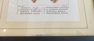 Pair of Vintage Framed Italian Natural History Seashell Prints (Marcucci & Befi, Firenze)